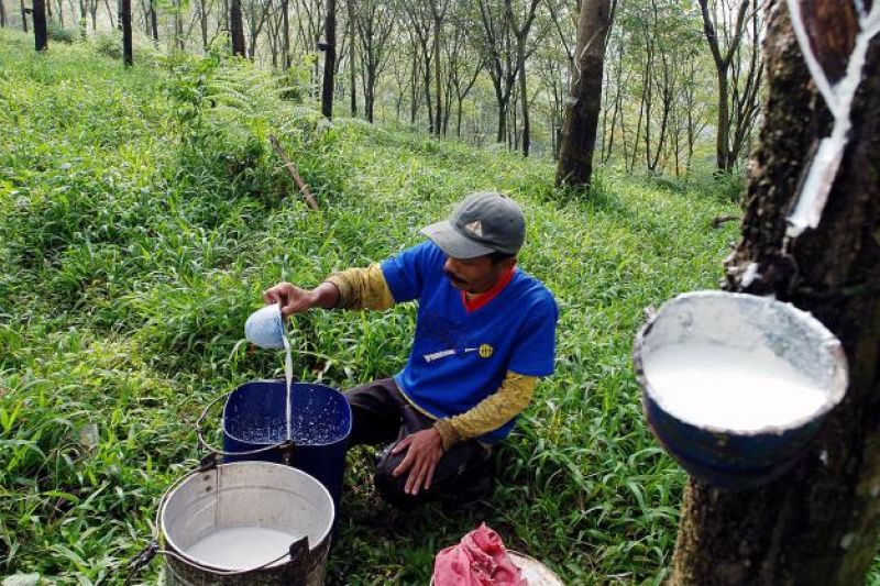 Rubber Price Drops, Gapkindo Urges Presidential Instruction